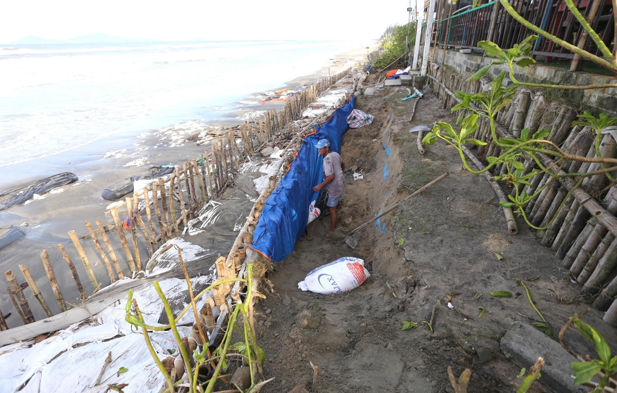 Người dân đóng cọc tre chống xói lở bờ biển An Bàng.