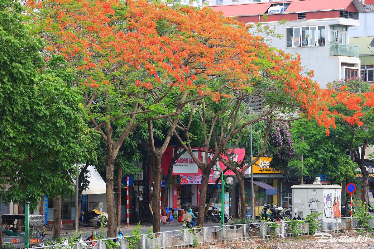 hoa_phuong-le-khanh9.jpg