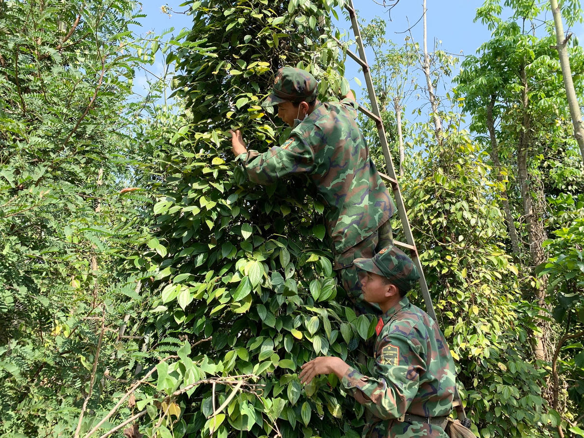 Các chiến sĩ bộ đội hăng hái thu hoạch hồ tiêu giúp dân. (Ảnh: T.Bình).