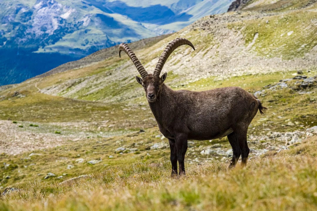 [Ảnh] Những chiếc sừng và gạc ấn tượng trong vương quốc động vật