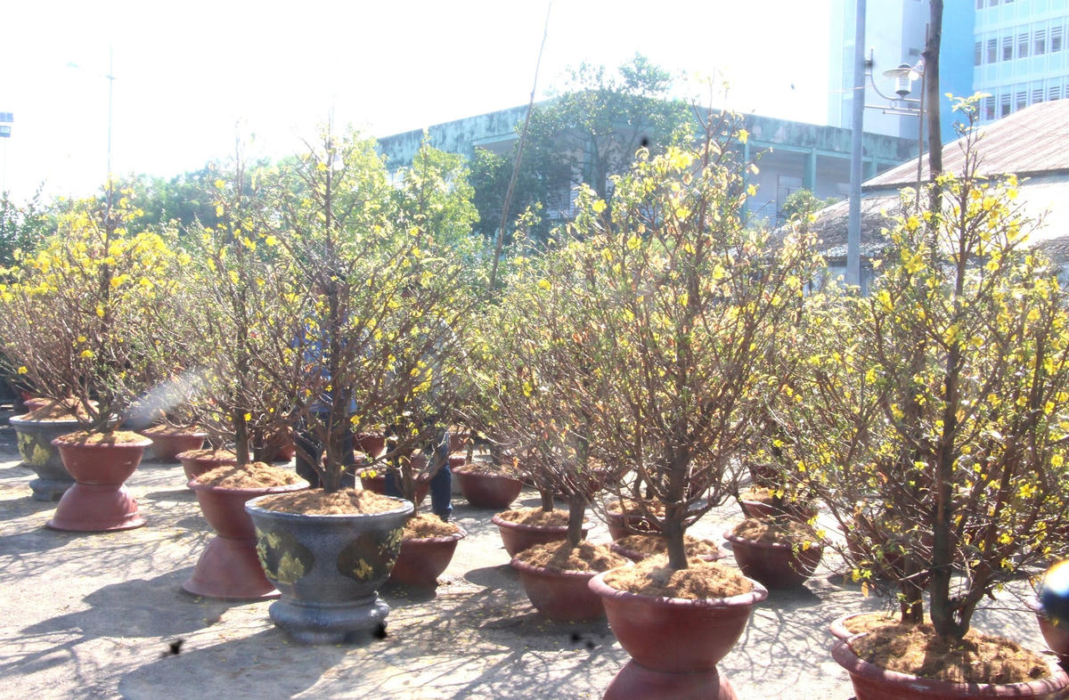 Chậu mai tiền triệu trưng bày bán ở chợ hoa xuân 2023.