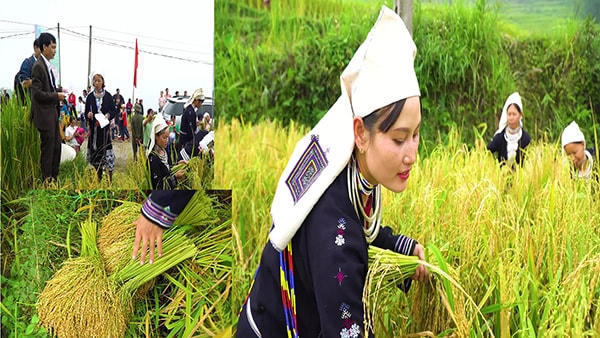 Không biết do bàn tay chăm chỉ của người phụ nữ Dao xinh đẹp hay do được đất trời ban tặng, gạo Na Hang là đặc sản quý hiếm, dẻo thơm nức tiếng khắp nơi.