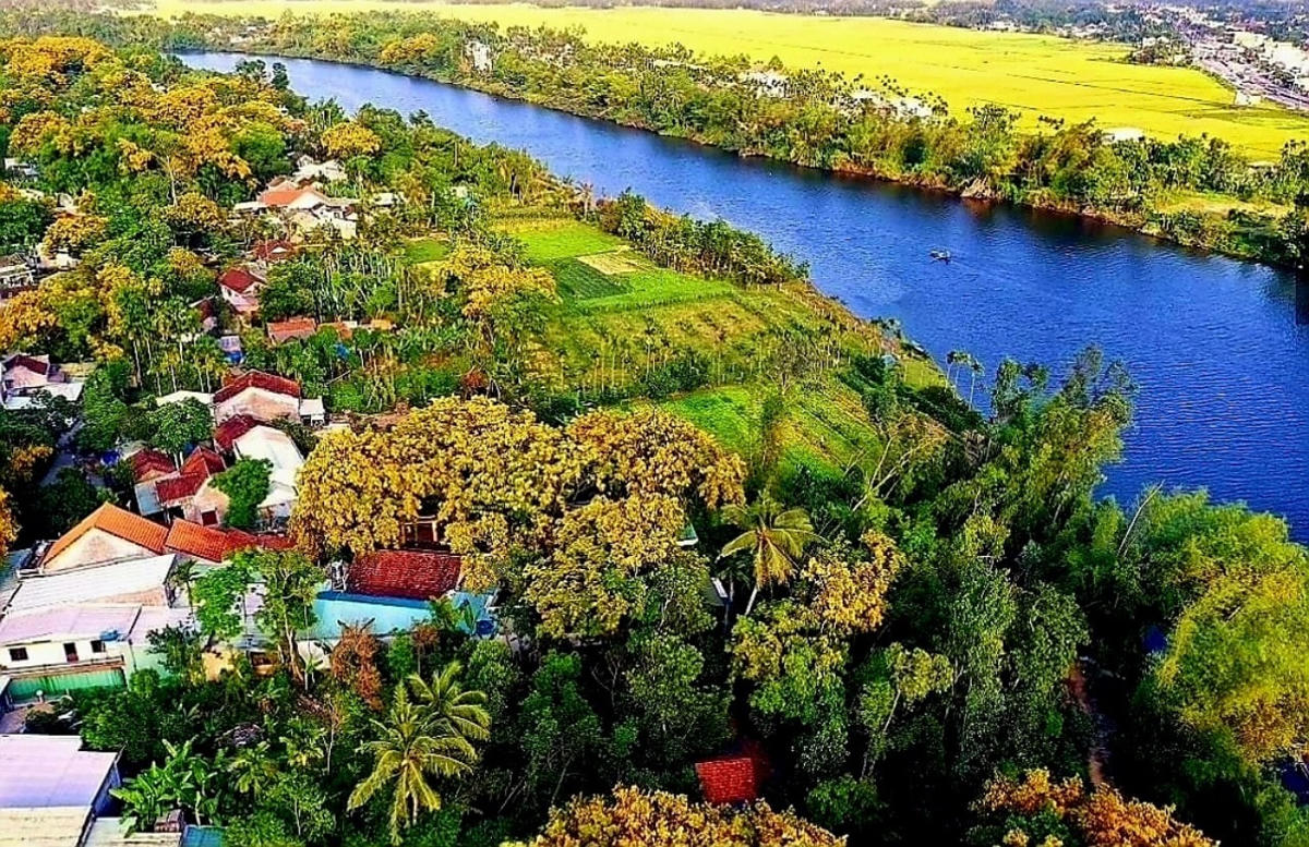 Một góc hoa sưa ở làng Hương Trà, phường Hòa Hương,TP Tam Kỳ.