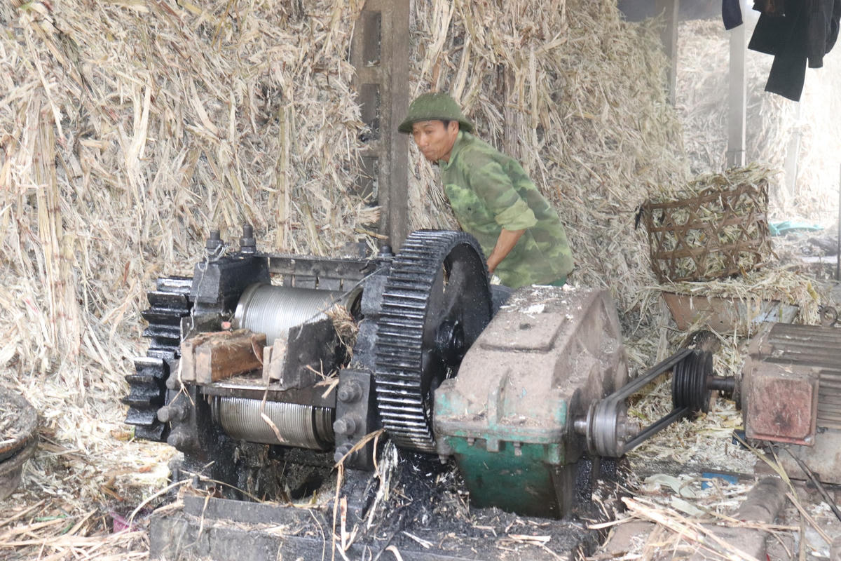 Càng giáp Tết, các lò mật mía càng tranh thủ từng giờ từng phút, chạy đua với thời gian để cho ra lò những mẻ mật thơm ngọt nhất. Tiếng máy nghiền, ép mía hòa trong tiếng cười nói rộn ràng cả một vùng quê.
