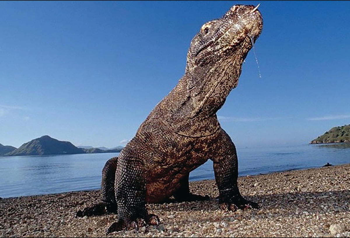 250 USD để được xem rồng Komodo