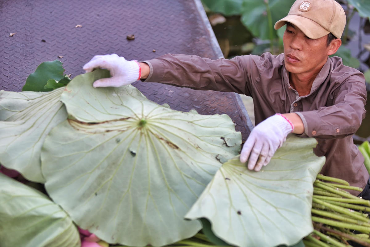 Sen được hái lên bờ được dùng lá che chắn để giữ được độ tươi của bông hoa sen.