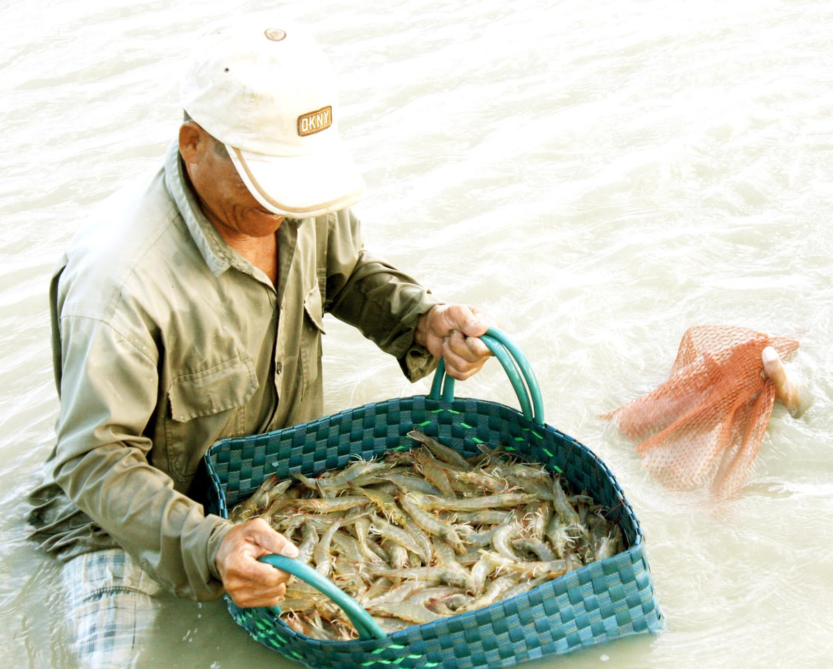 Nông dân miền Tây thu hoạch tôm.