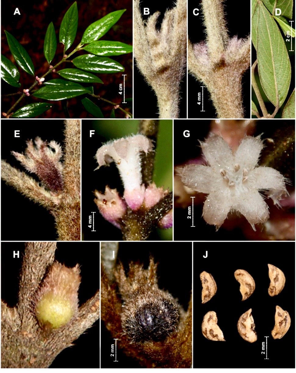 Xú hương Vũ Quang (Lasianthus vuquangensis). Nguồn ảnh: Phytotaxa.