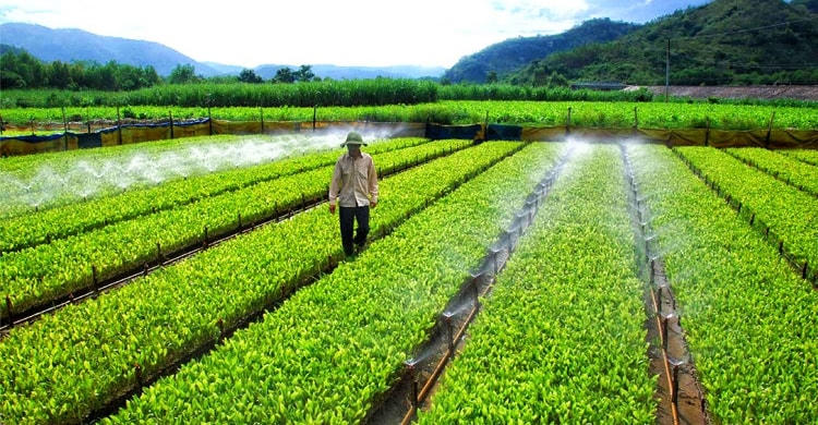 Phát triển sản xuất nông nghiệp công nghệ cao tại phú yên.