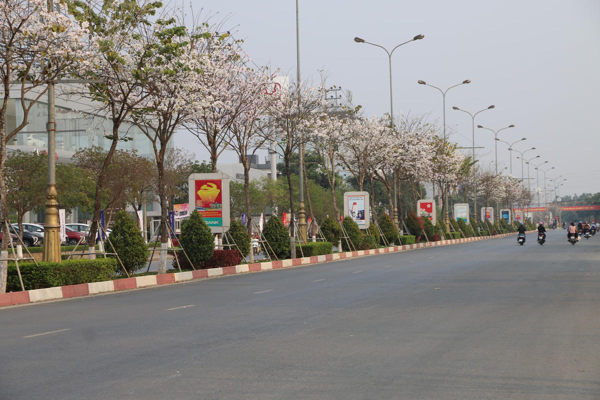 Lễ hội “Mùa hoa ban” năm nay được tổ chức đúng vào thời điểm hoa ban đang nở rộ, một màu trắng muốt tinh khôi trải khắp các triền đồi, ngọn núi, con đường đôi (quốc lộ 6) dẫn vào địa bàn TP Sơn La.