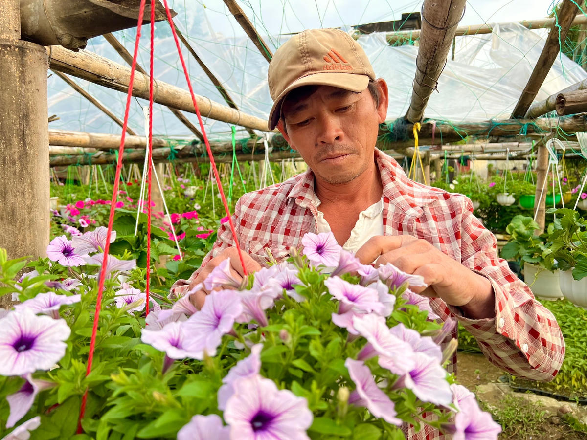 Ông Lê Văn Nông chăm sóc hoa để bán dịp Tết Nguyên đán năm 2023.