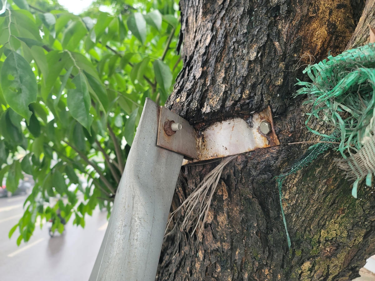 Hà Nội: Loạt cây xanh 'đeo gông' nhiều năm 'kêu cứu'
