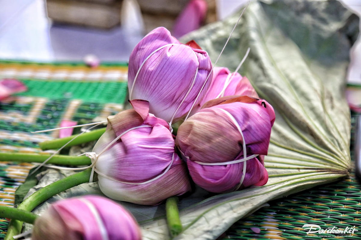 tra_sen-le-khanh9.jpg