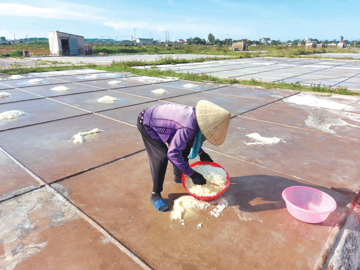 Muối được diêm dân xúc từ các ô bê tông đổ tại kho chứa chờ ráo nước, khi đó thương lái mới đến thu mua.  