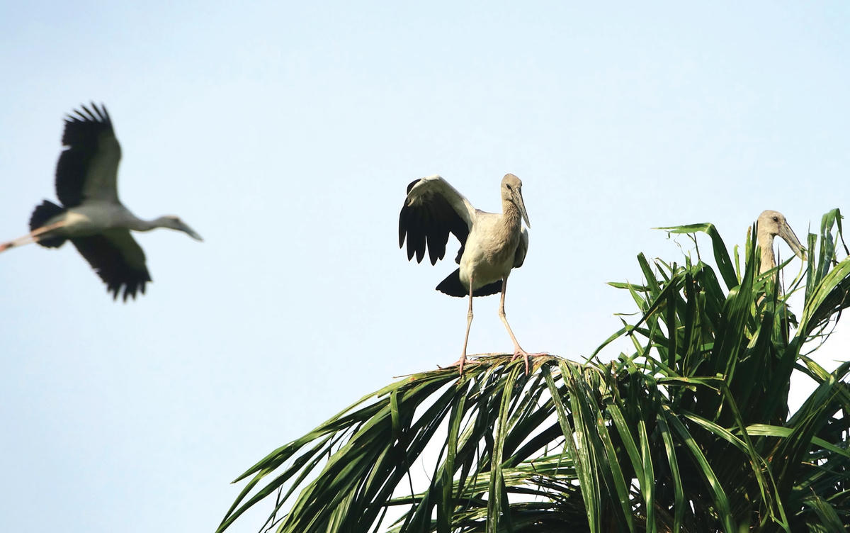 Cò nhạn trong khu vườn của ông Hai Chìa.  