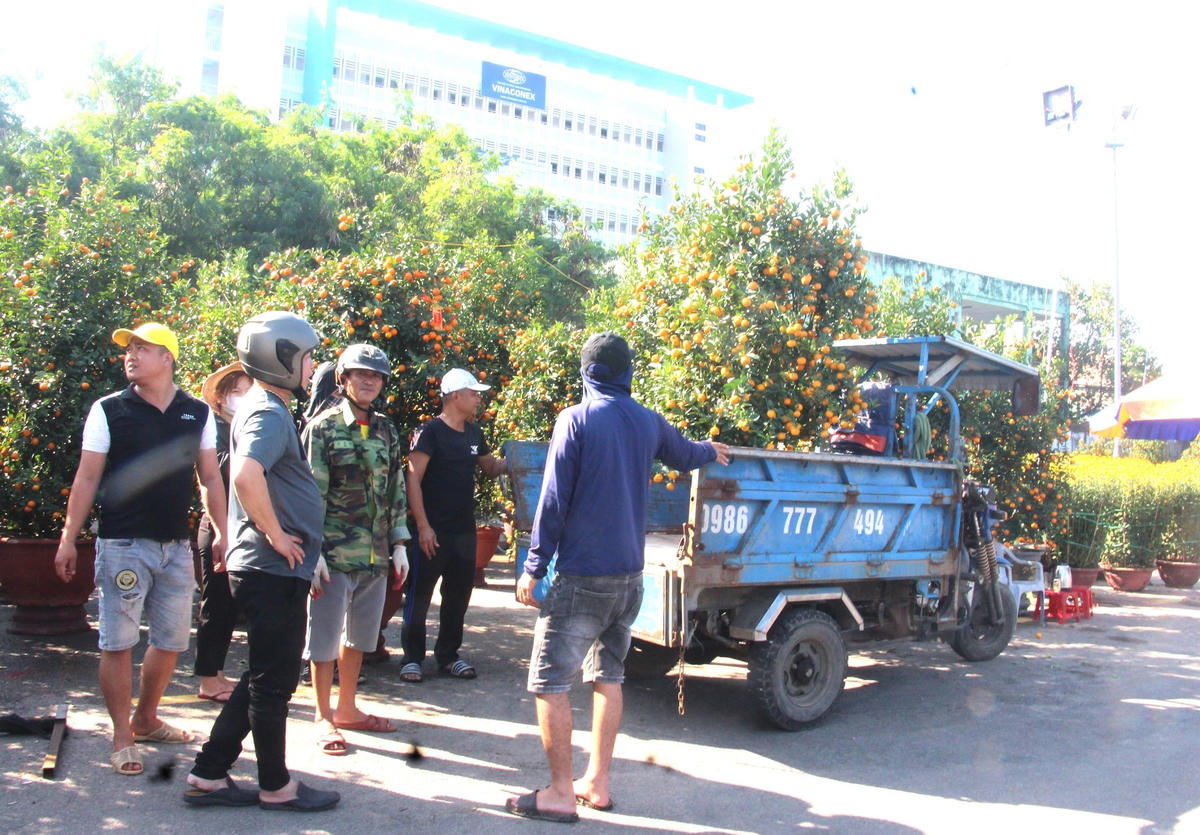 Một số khách hàng đến mua quất vận chuyển lên xe lôi.