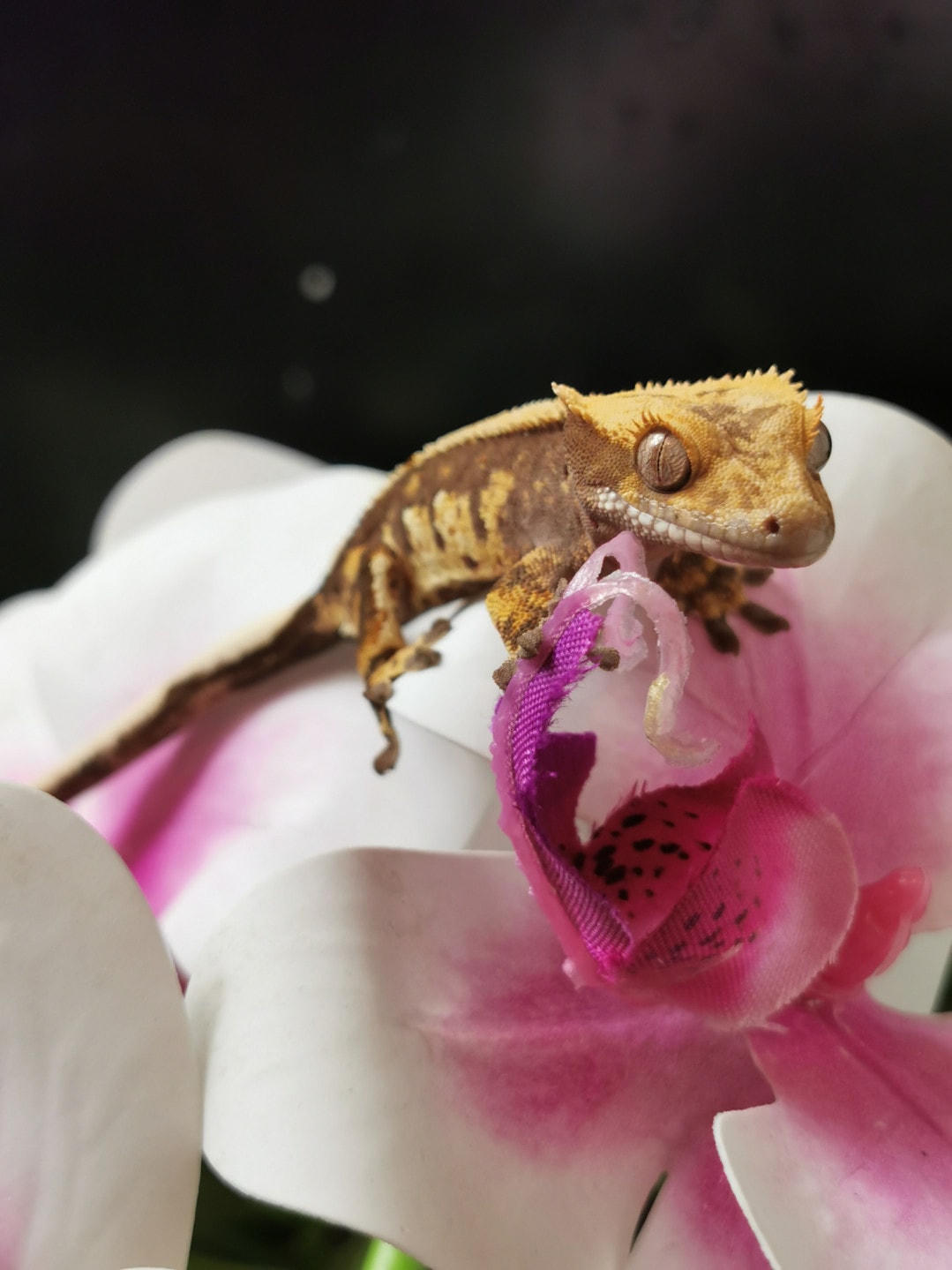 Những loài động vật có thể thụ phấn