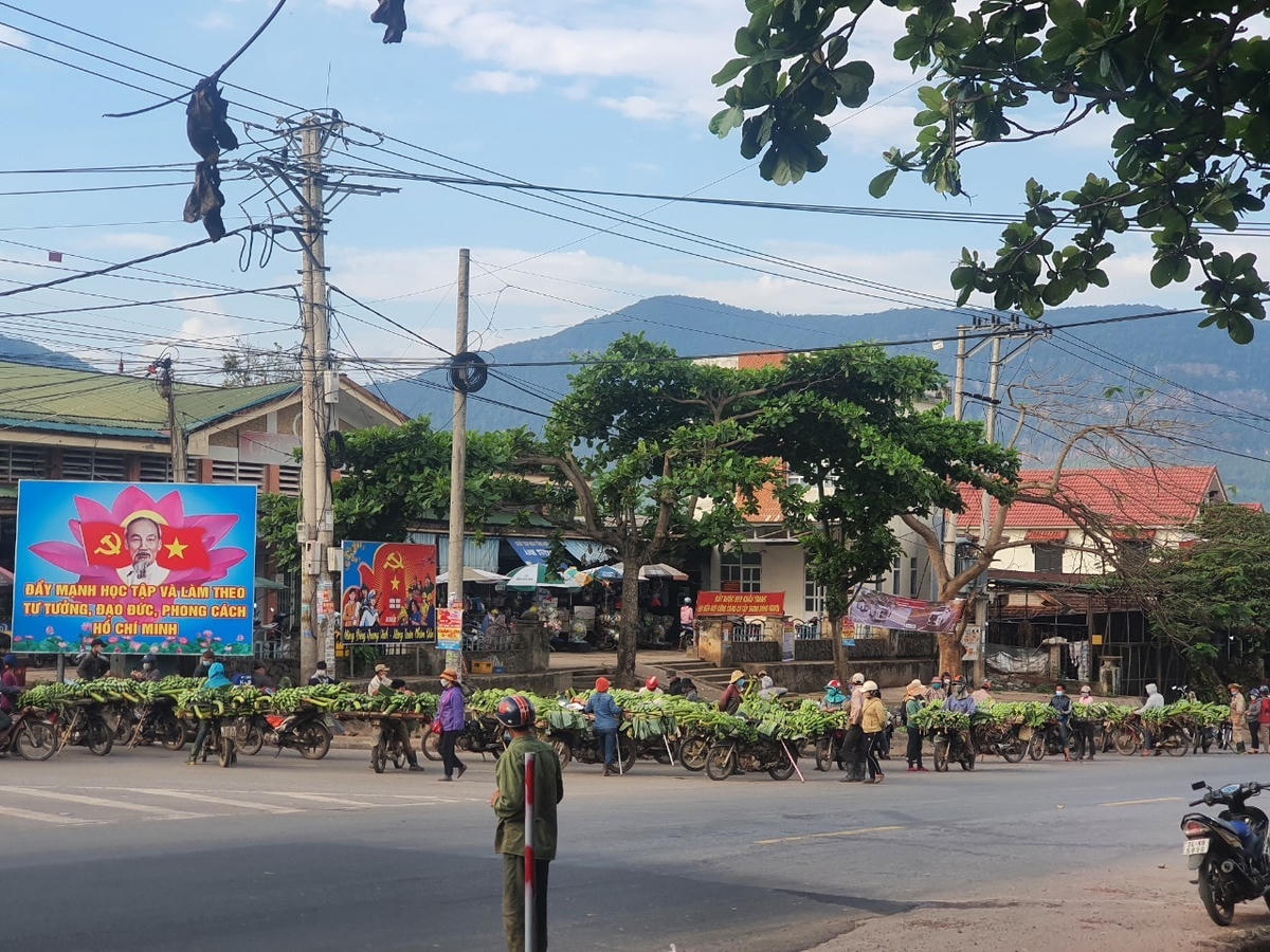 Đến nay, sản phẩm của chuối Hướng Hóa đưa ra thị trường chủ yếu dưới dạng quả tươi và giá thành bấp bênh theo từng giai đoạn.