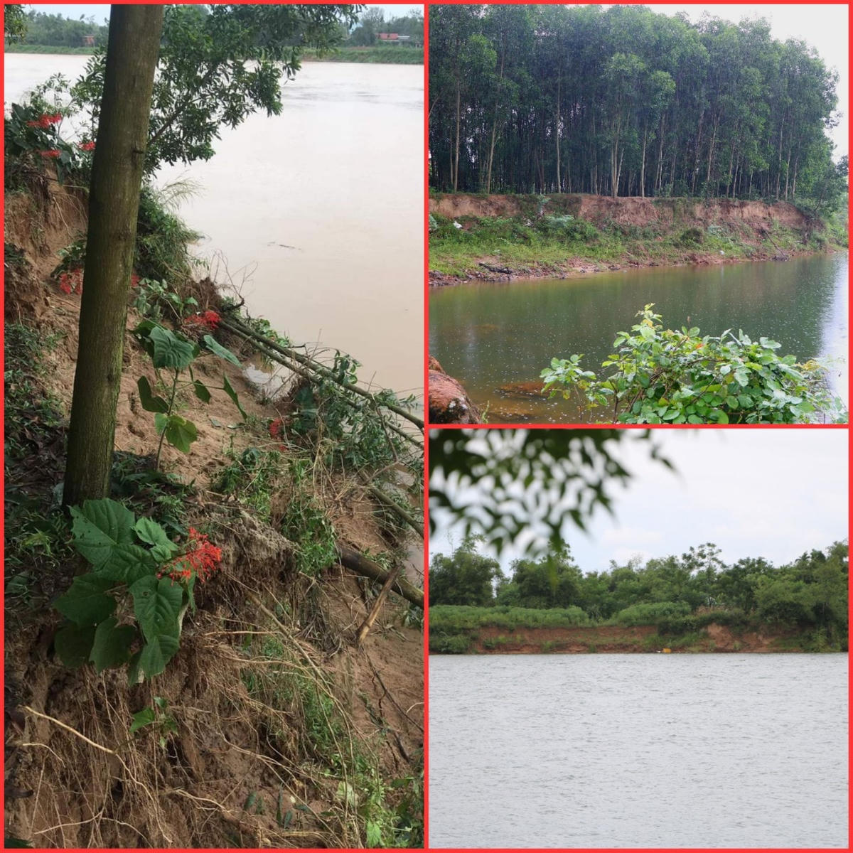 Tình trạng sạt lở hai bên bờ sông Thạch Hãn đoạn qua xã Triệu Giang (huyện Triệu Phong, Quảng Trị).  