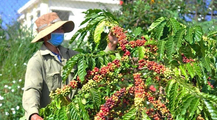Giữ và chăm sóc được tốt cây cà phê, bà con nông dân sẽ được bán sản phẩm với giá mình mong muốn.  