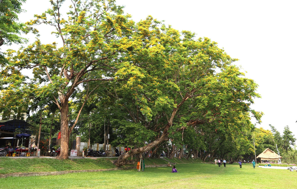 Hoa sưa ở Hương Trà điểm đến của du khách.