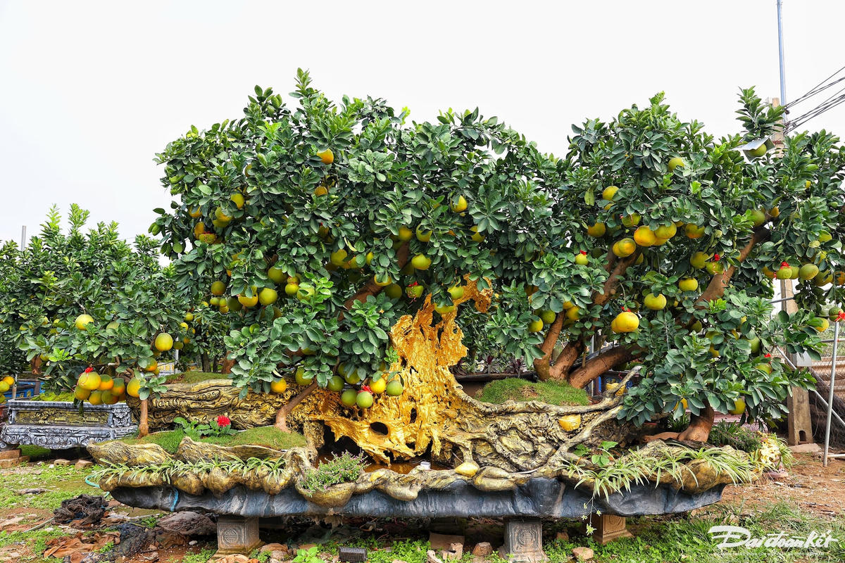 buoi_canh-le-khanh15.jpg