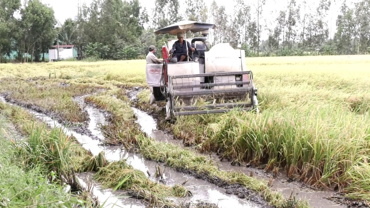 Để giảm thiểu thiệt hại, ngành chức năng và chính quyền các địa phương trong tỉnh Bạc Liêu huy động lao động, máy móc thiết bị thu hoạch nhanh lúa hè thu.