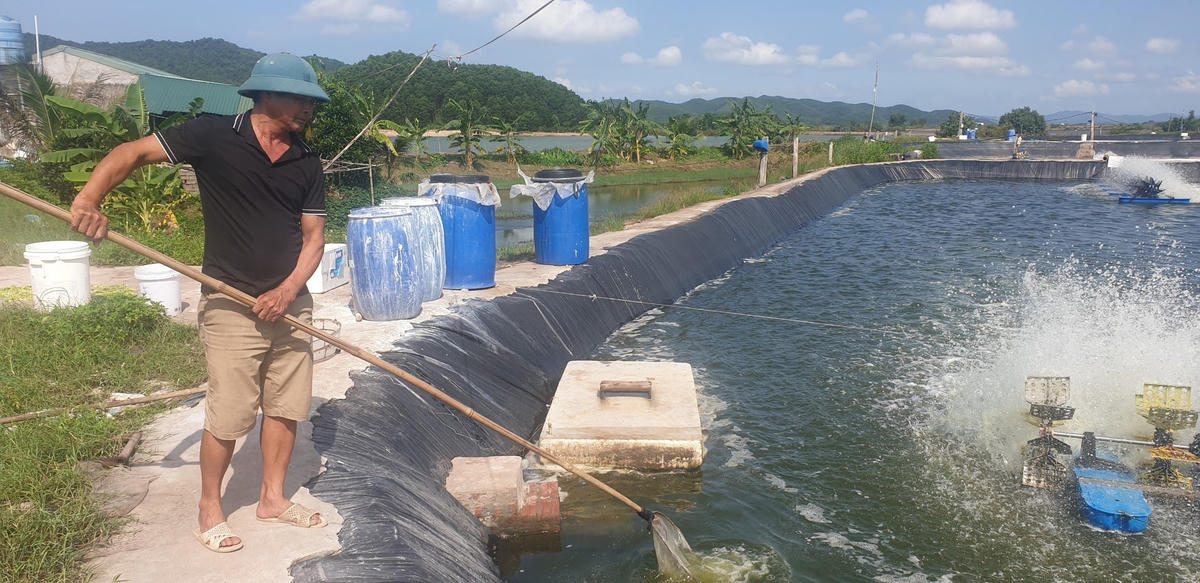 Trưởng thôn Bình Minh Hoàng Văn Việt bên ao tôm duy nhất còn lại của gia đình.