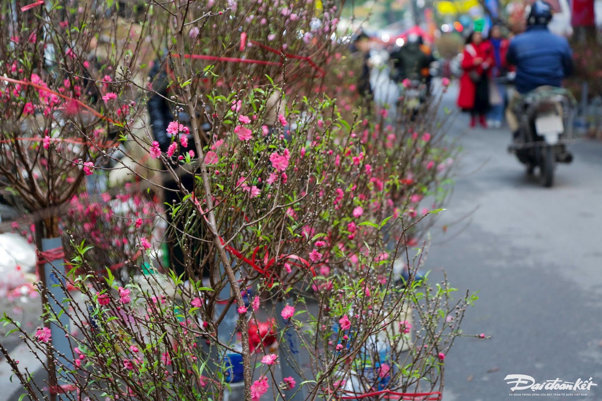 W_pho_hang_luoc-le-khanh19.jpg