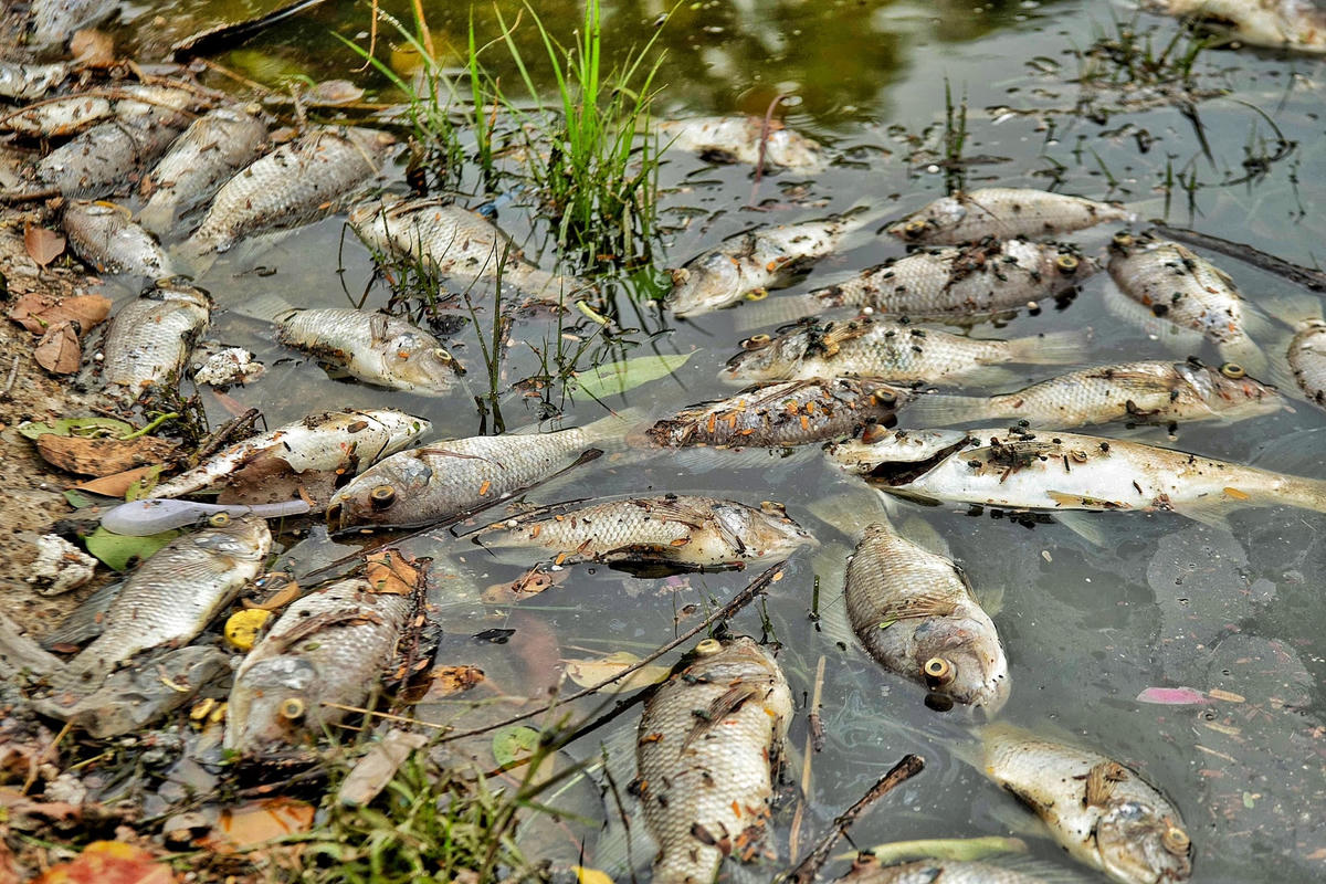 Những con cá này đang trong giai đoạn phân hủy.