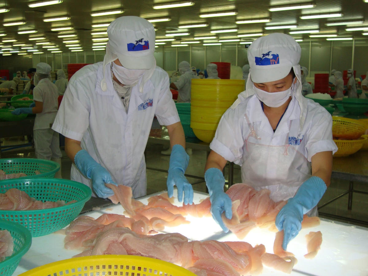 Xuất khẩu thủy sản được dự báo sẽ khởi sắc nhờ Hiệp định RCEP. Ảnh: Quang Vinh.
