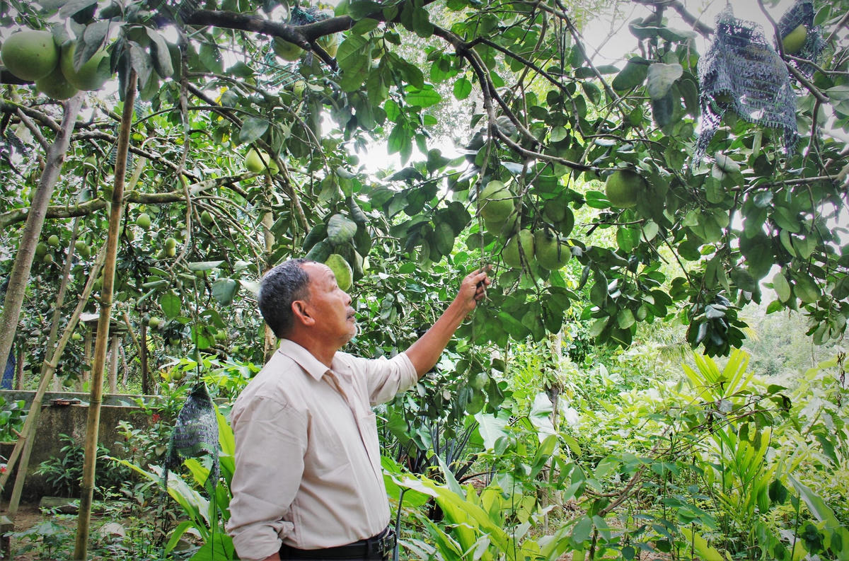 Người dân làng Lộc Yên bên vườn cây ăn quả.
