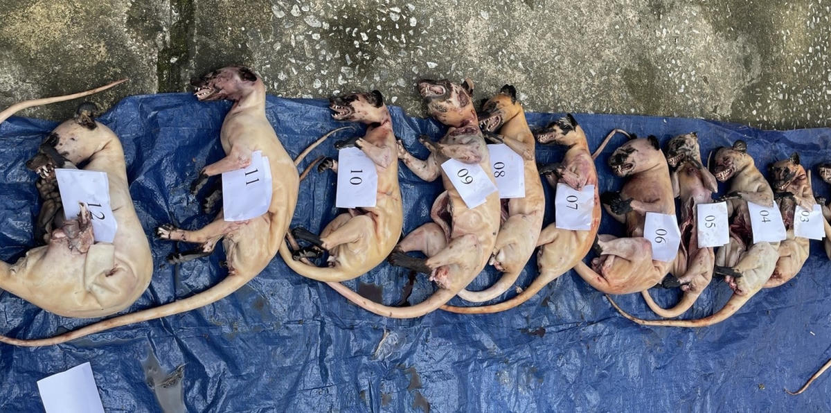 Nhiều cá thể động vật bị chết.