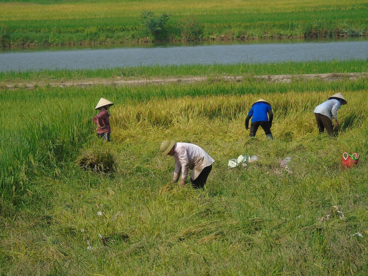 Ngay từ sáng sớm, gia đình ông Lê Hồng Thiêm (71 tuổi, ở thôn 7, xã Gia Ninh, huyện Quảng Ninh, Quảng Bình)  tranh thủ gặt cho xong đám ruộng lúa bị gãy đổ do đợt mưa gió hôm trước.
