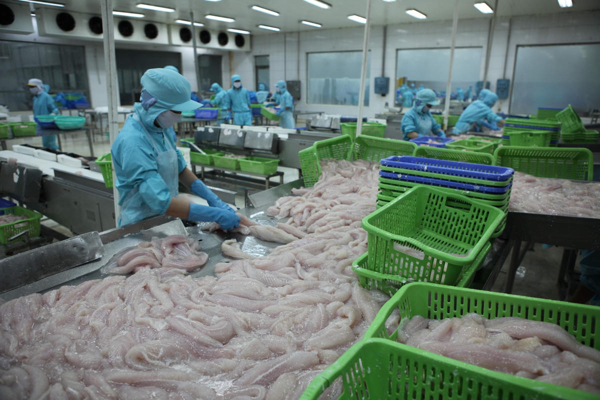 EVFTA mang đến nhiều cơ hội để doanh nghiệp thủy sản gia tăng xuất khẩu sang thị trường EU. Ảnh: Quang Vinh