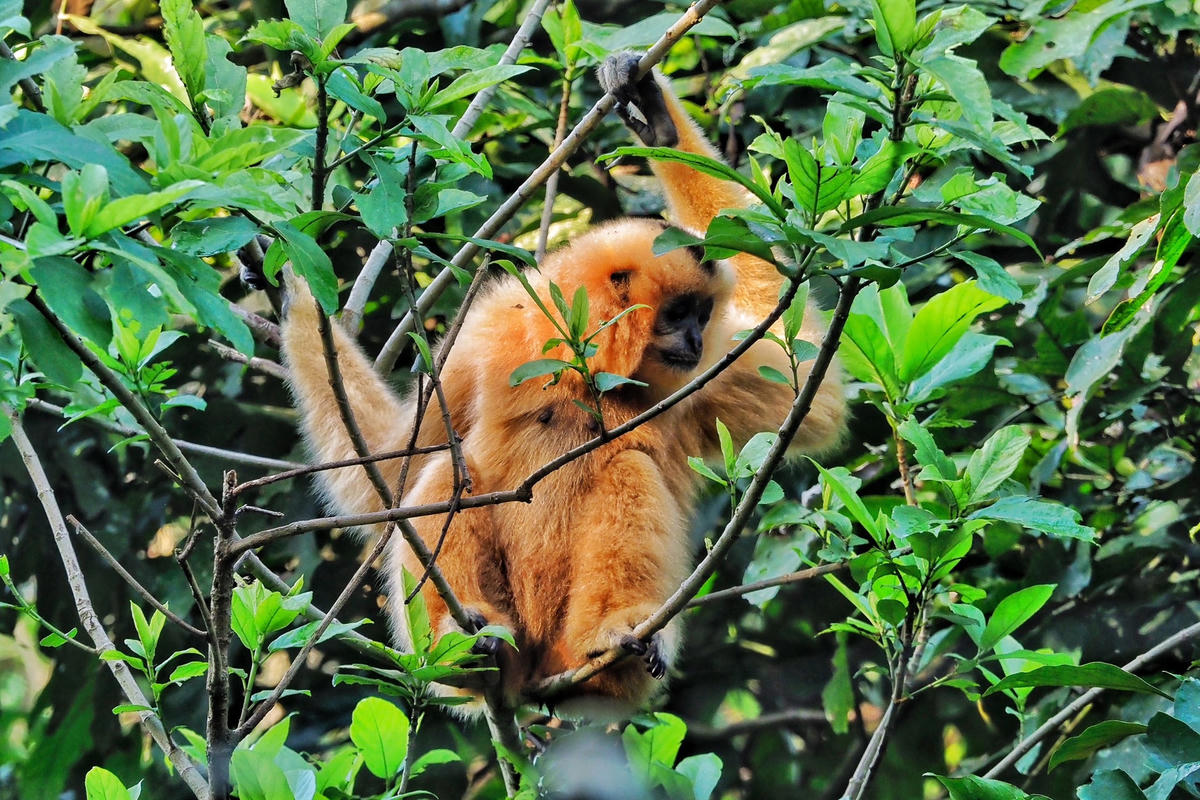 Ngày và đêm chúng tha hồ đi kiếm ăn trong rừng.