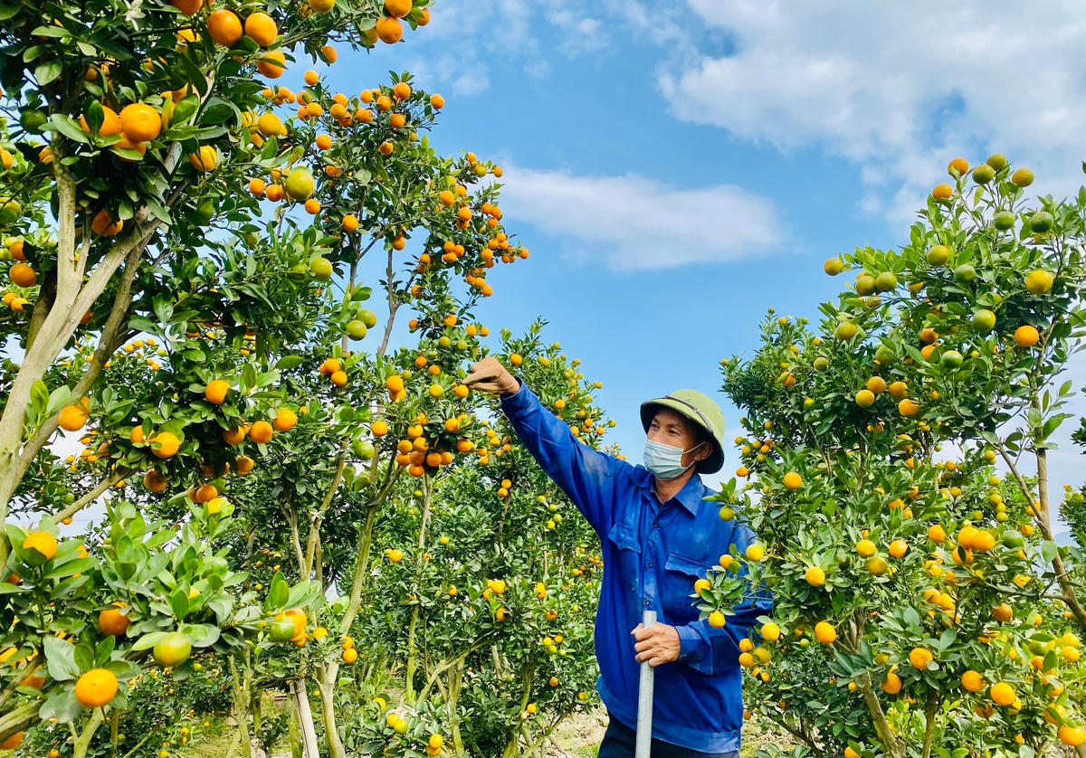 Thực hiện Chương trình mục tiêu quốc gia xây dựng nông thôn mới, diện mạo nông thôn trên địa bàn TX Đông Triều (Quảng Ninh) ngày càng đổi mới, đời sống của người dân không ngừng được nâng lên.