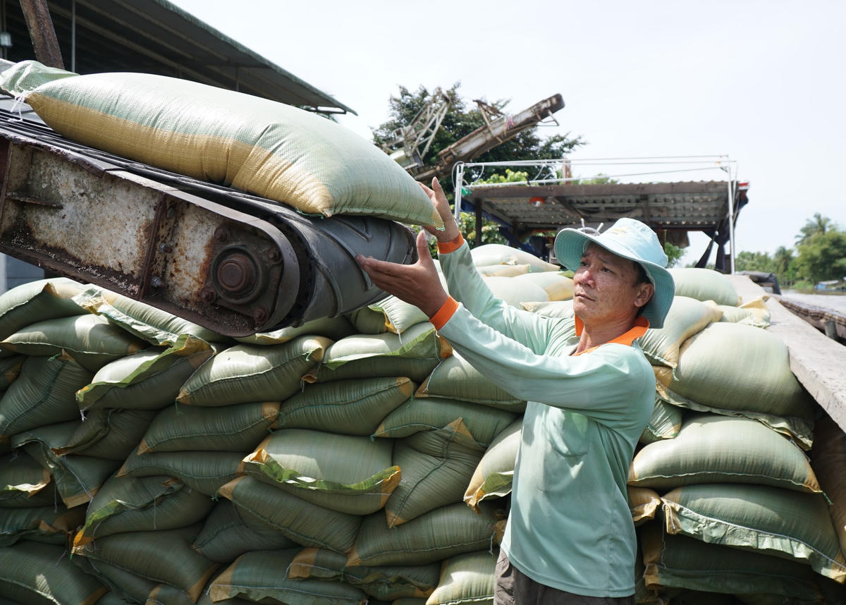 Giá gạo xuất khẩu đạt mức cao trong thời gian qua. Ảnh: Quang Vinh.