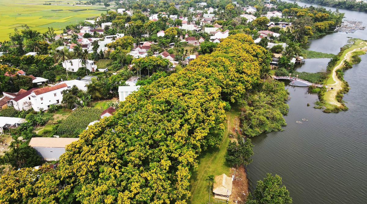 Làng Hòa Hương (TP Tam Kỳ, Quảng Nam) nổi tiếng với vườn sưa hoa vàng là điểm đến du lịch xanh lý tưởng.