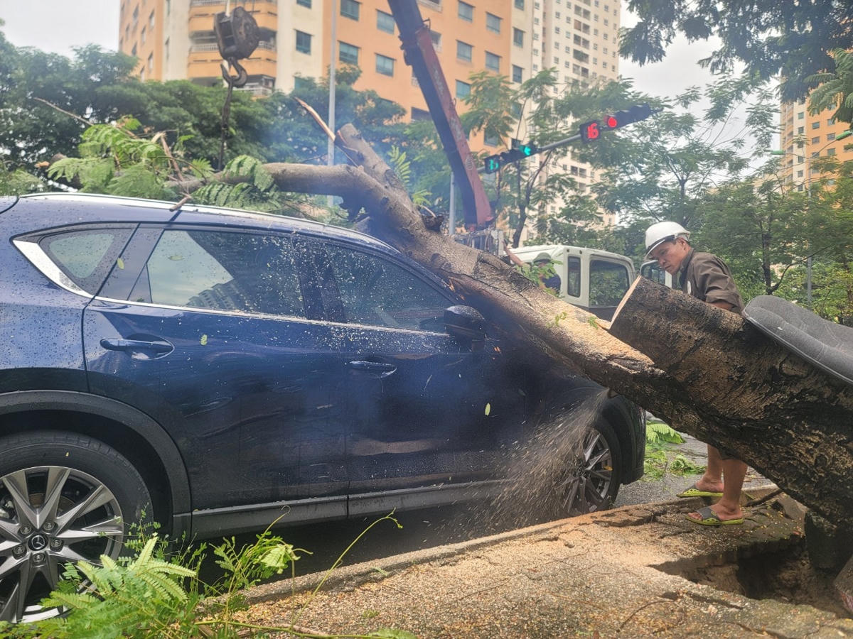 Nhân viên Công ty Công viên Cây xanh Hà Nội khẩn trương cưa cắt.
