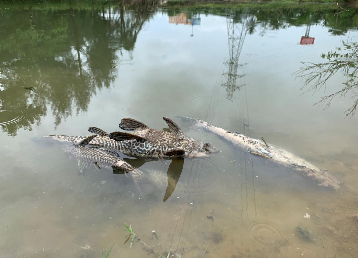 Cá chết nổi trên sông Bàu Giang bốc mùi hôi thối.