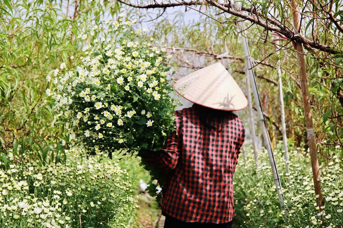 Chị Lan với bó cúc họa mi vừa cắt tại vườn Nhật Tân.  