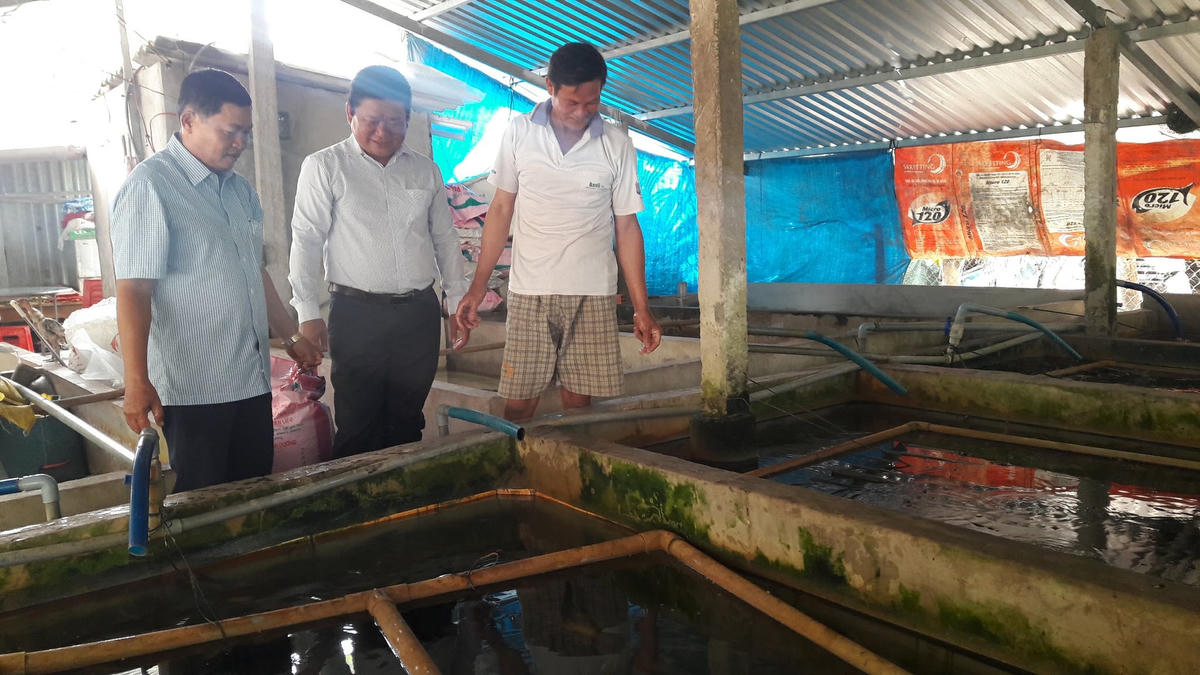 Mô hình nuôi lươn không bùng đang phát triển mạnh tại nhiều địa phương ở Bạc Liêu, mang lại hiệu quả kinh tế cáo. Ảnh: Nguyên Du