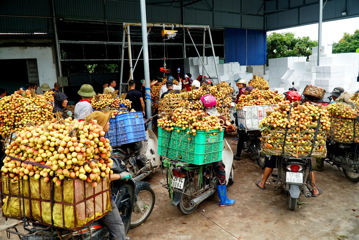 Vải thiều Hải Dương, Bắc Giang được mùa, được giá.