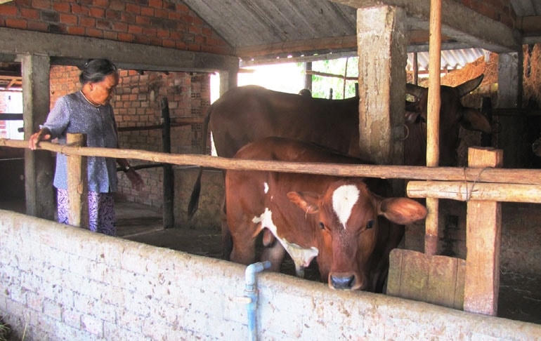 Người dân miền núi huyện Sông Hinh, đầu tư phát triển chăn nuôi bò lai BBB mang lại hiệu quả kinh tế cao. 