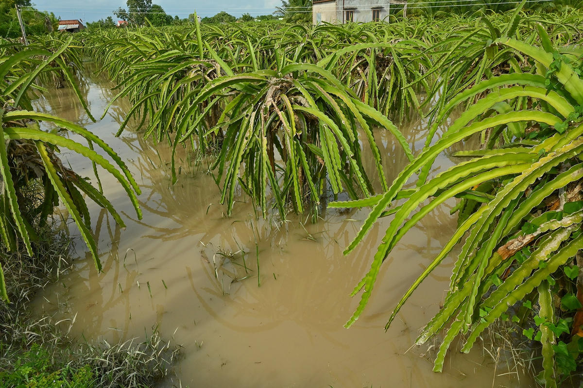 Vườn thanh long của người dân đang bị ngập nước.
