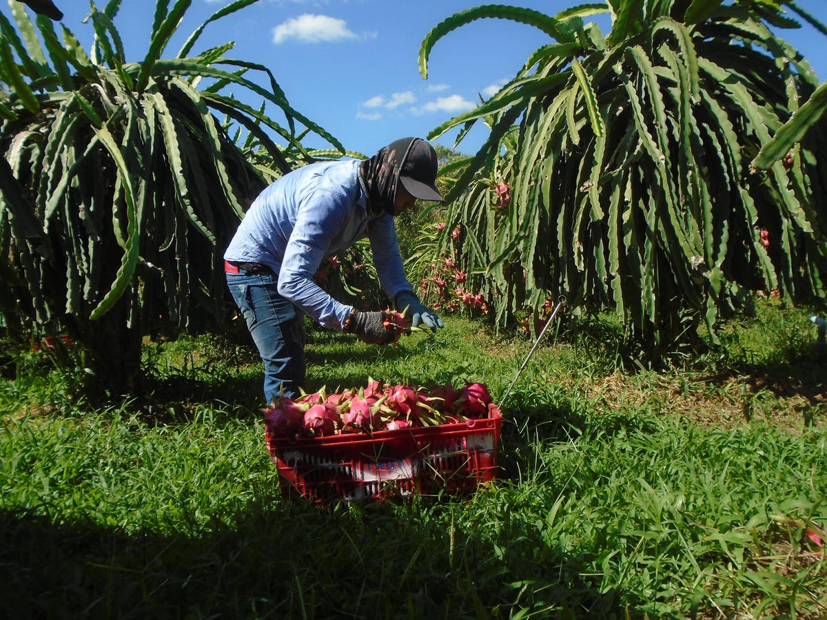 Thanh long nói riêng, các sản phẩm nông nghiệp nói chung cần nâng cao chất lượng để chinh phục các thị trường khó tính.