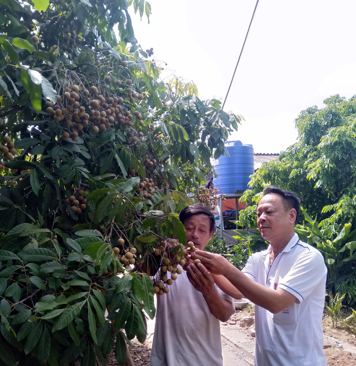 Khoái Châu được coi là thủ phủ nhãn lồng Hưng Yên.  