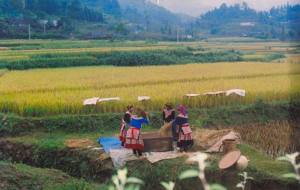 Tỉnh Lào Cai quan tâm, hướng dẫn bà con đồng bào dân tộc làm ăn, phát triển kinh tế để từng bước vươn lên thoát nghèo. Trong ảnh: Bà con người dân tộc Mông ở huyện Bắc Hà thu hoạch lúa. Ảnh: Xuân Cường.