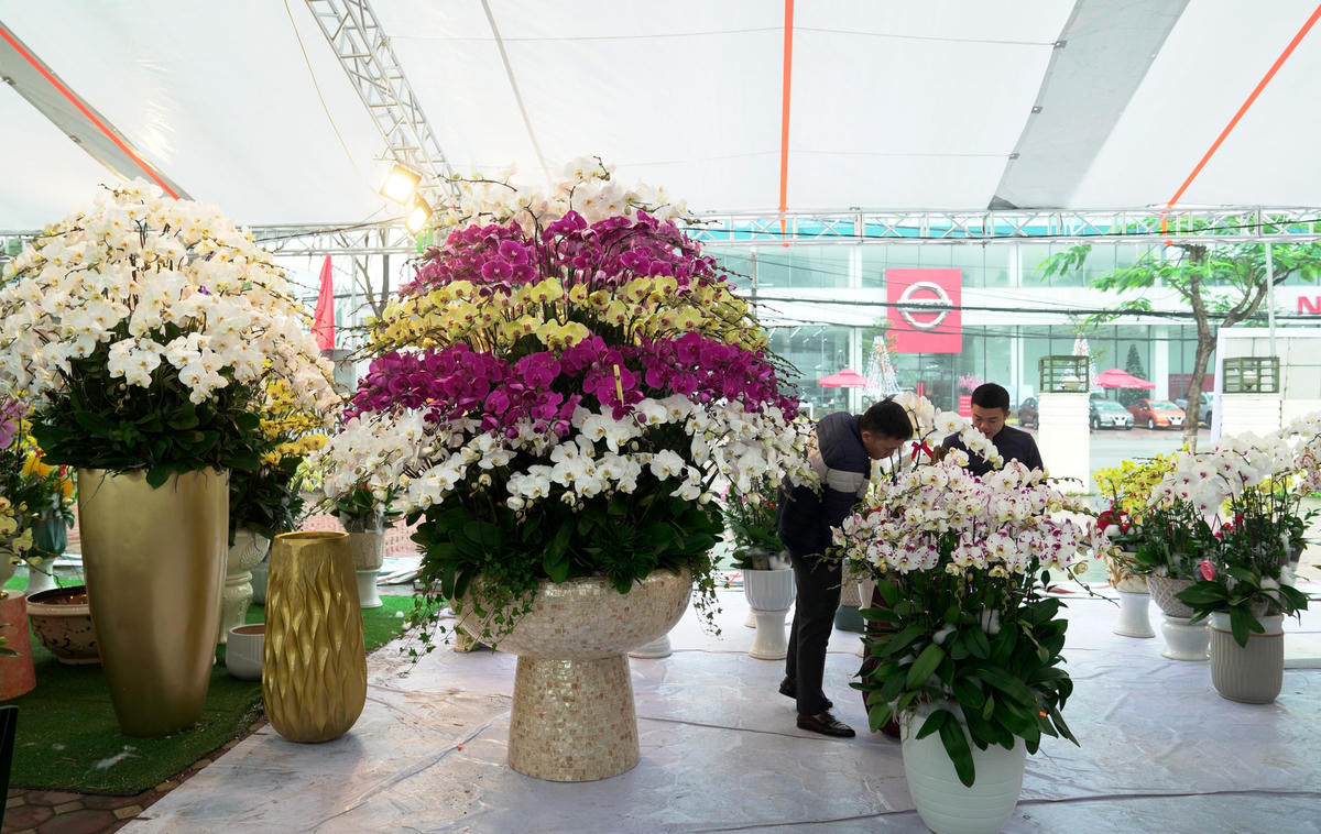 Tại nhiều tuyến đường của TP Hà Tĩnh, những chậu lan hồ điệp với đủ các chủng loại, màu sắc và kích cỡ được bày bán để khách hàng vào tham quan và mua hàng.